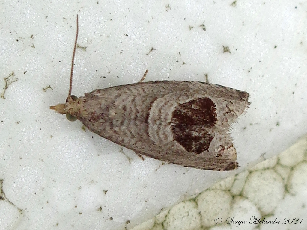 Tortricidae ? S, Notocella uddmanniana